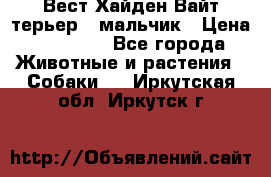 Вест Хайден Вайт терьер - мальчик › Цена ­ 35 000 - Все города Животные и растения » Собаки   . Иркутская обл.,Иркутск г.